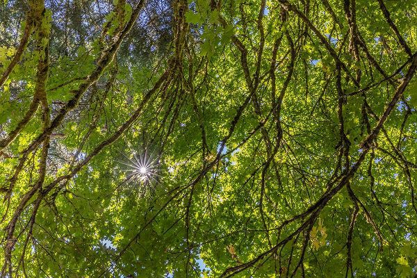 Jaynes Gallery 아티스트의 USA-Washington State-Seabeck Bigleaf maple trees in Anderson Landing County Park작품입니다.